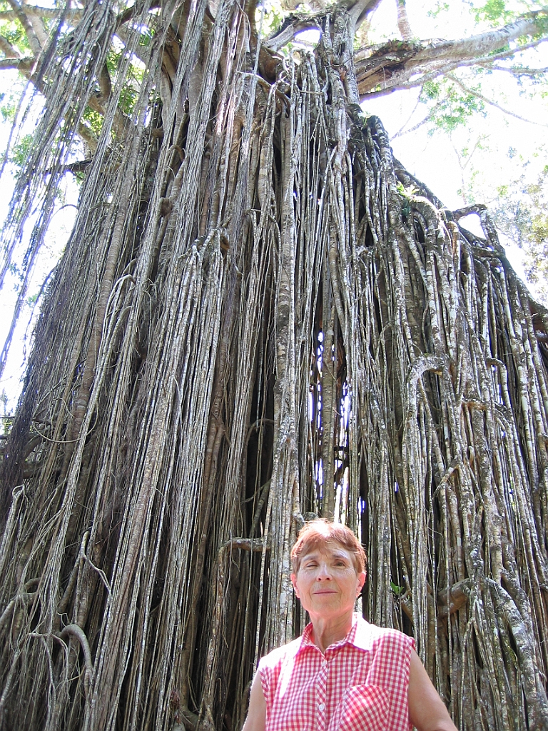 205 Curtain Fig Tree.jpg